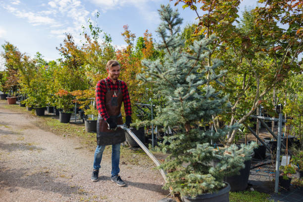 How Our Tree Care Process Works  in Marana, AZ